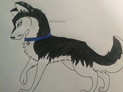 400x300 Husky Drawing By Sollunatwinz