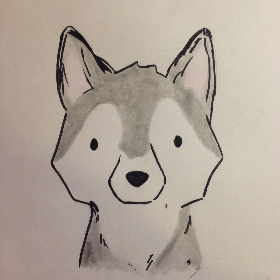 1136x1136 Husky Drawing