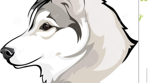 570x320 Siberian Husky Cartoon Drawing Husky Cartoon Drawing Siberian