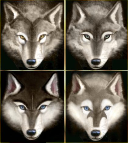 420x468 Wolves And Huskies