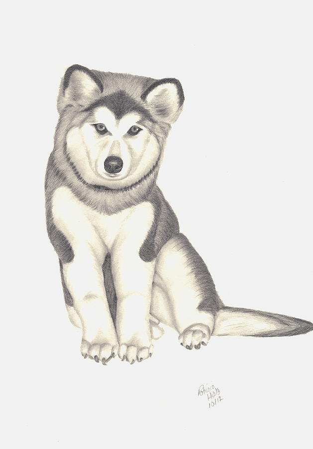 629x900 My Husky Puppy Misty Drawing By Patricia Hiltz