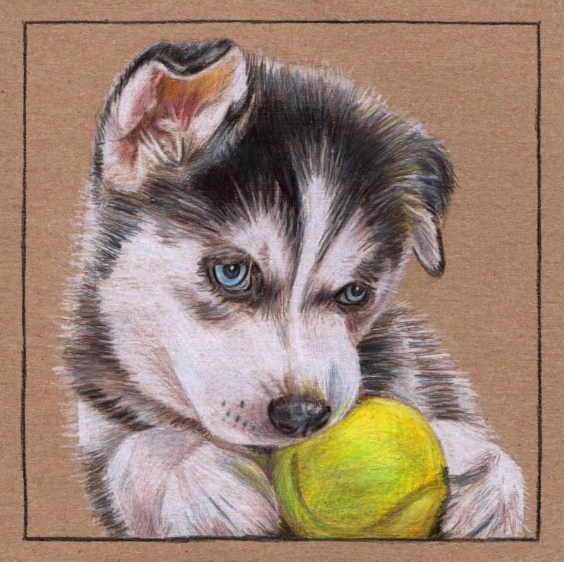 800x798 Siberian Husky Canvas Husky S Gallery On Http Sooper