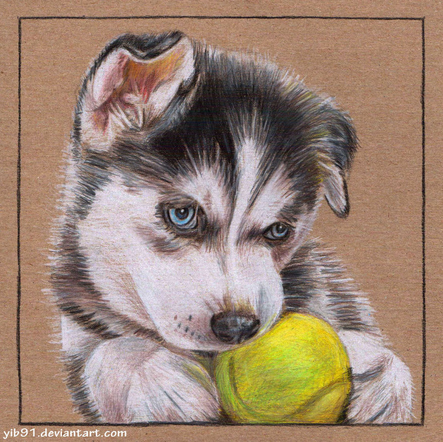 895x893 Siberian Husky Puppy By Artbybryanna