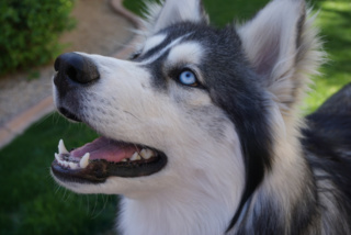 320x214 Husky Drawings On Paigeeworld. Pictures Of Husky