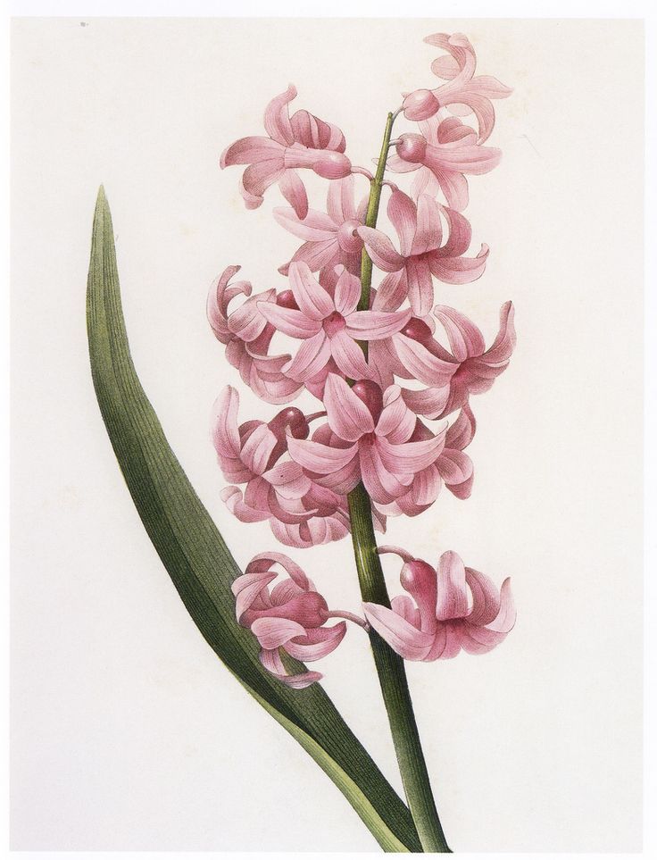 736x963 9 Best Hyacinth Images On Botanical Drawings