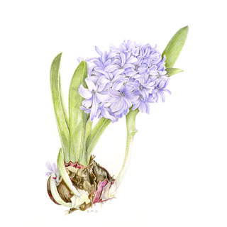 320x320 Brenda Green Botanical Drawings Gallery