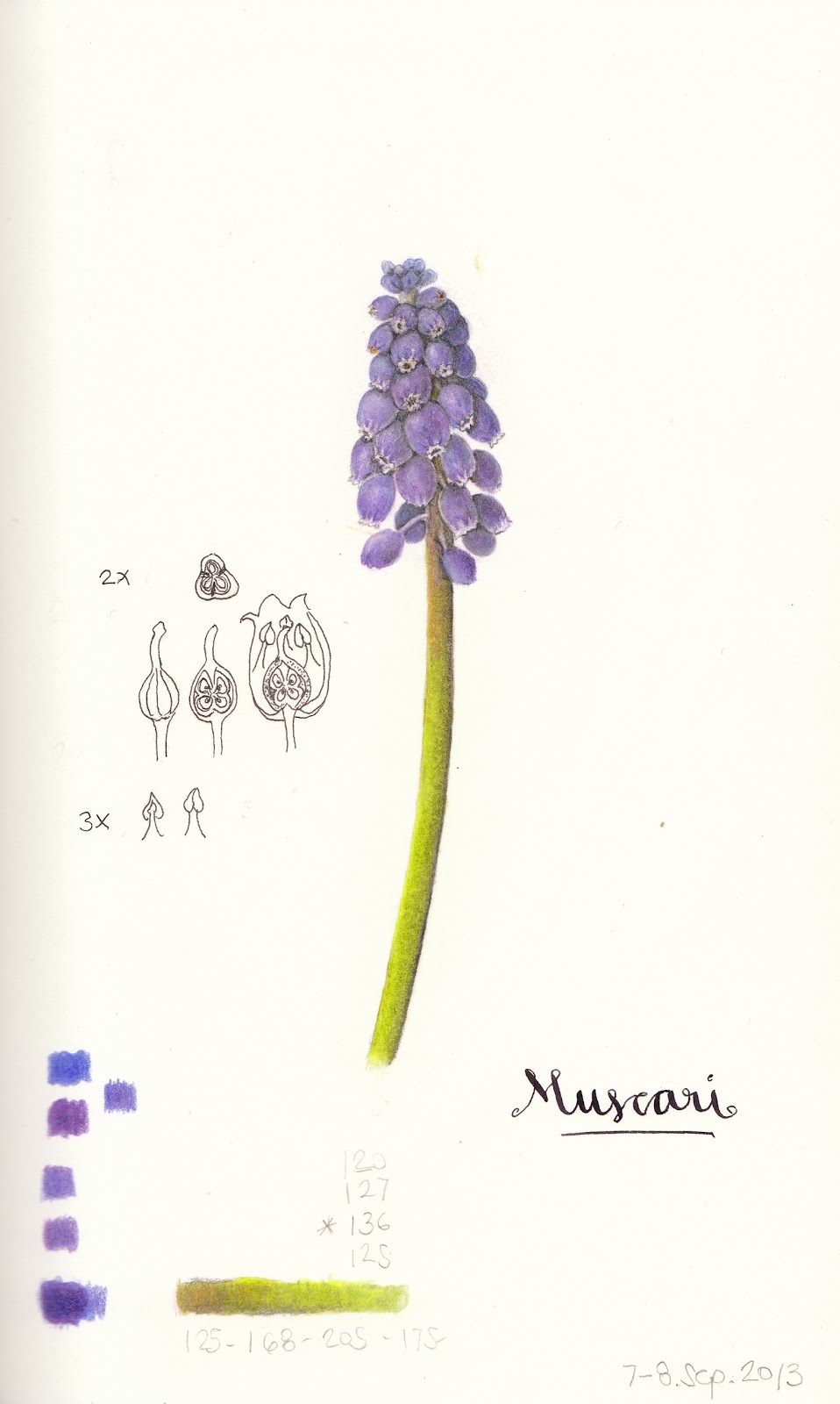 958x1600 Colored Pencil Drawing Of A Grape Hyacinth. Drawing