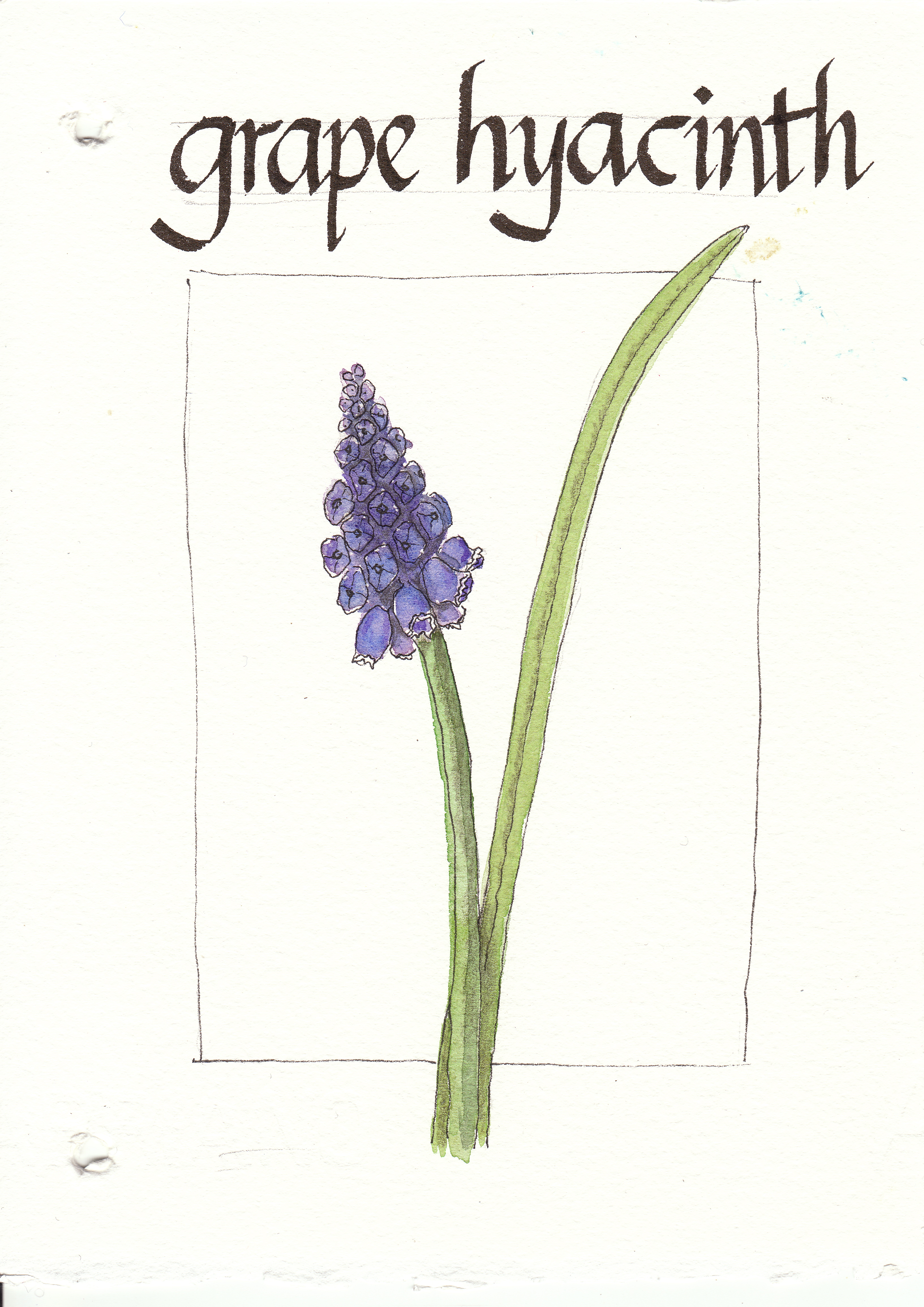 3265x4616 Magamerlina Grape Hyacinth Revisited