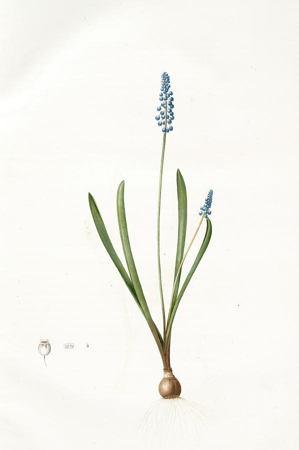 598x900 Muscari Botryoides, Muscari Botride Common Grape Hyacinth Drawing