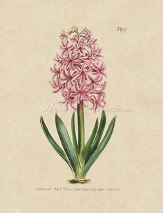 236x308 Botanical Hyacinth