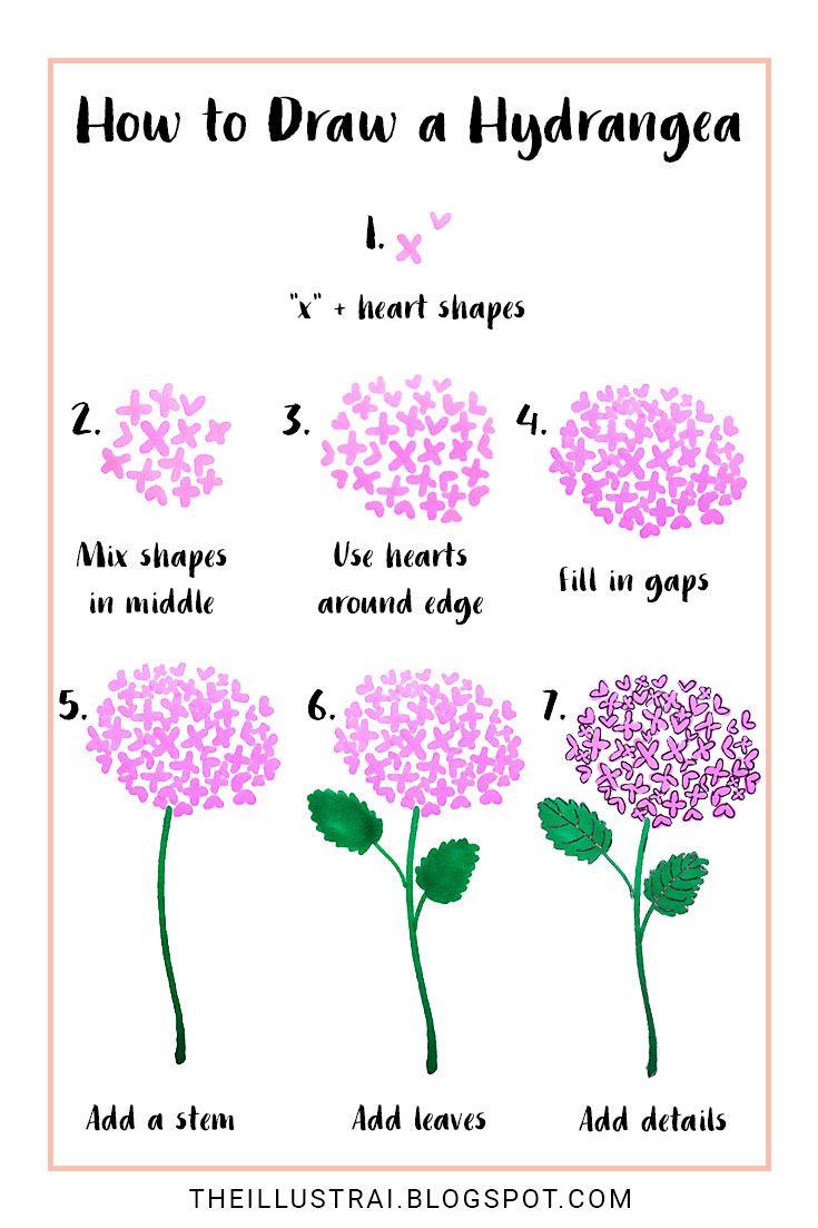 735x1103 How To Draw A Hydrangea