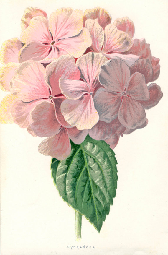 570x863 Hydrangea
