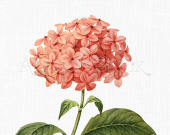 340x270 Hydrangea Graphics Etsy