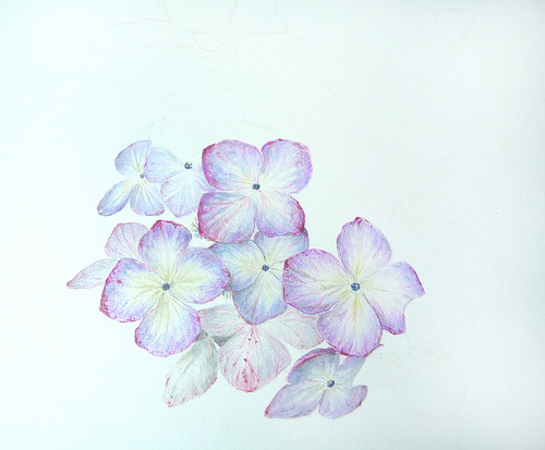 500x413 Sigrid Frensen July 2009