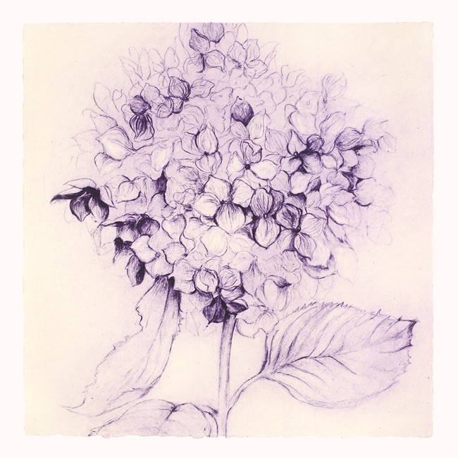 650x650 Flower Hydrangea.jpg