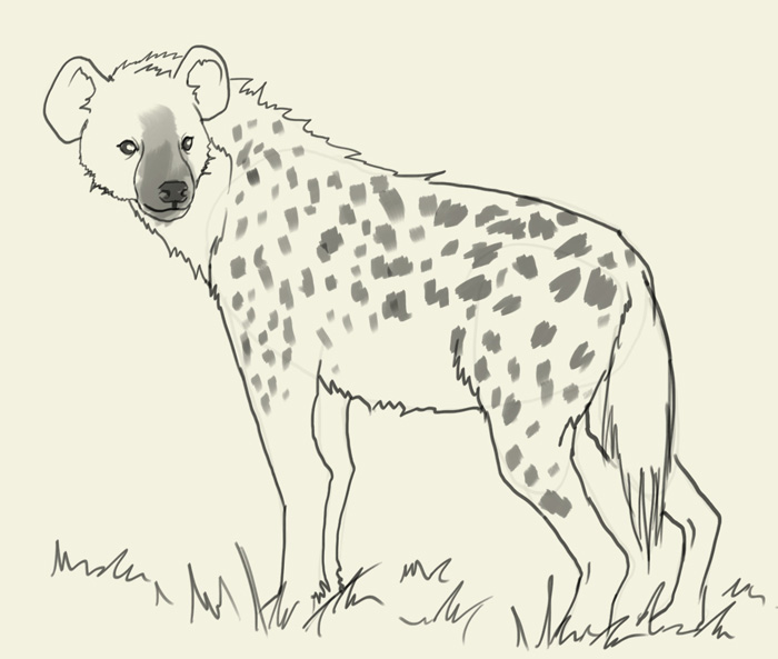 700x593 How To Draw Hyena