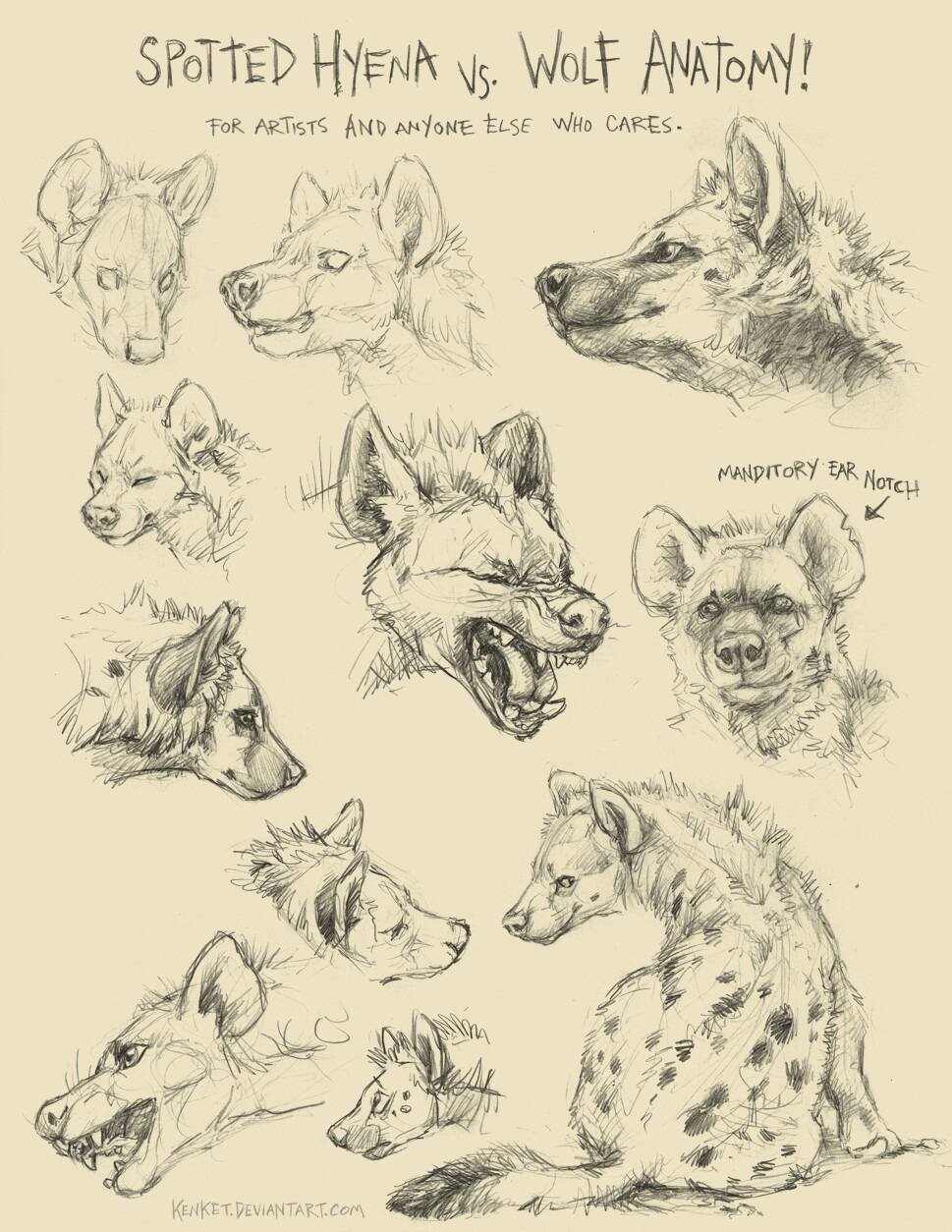 969x1254 Learning To Draw Freya's Hyena Form Workshop Hyena
