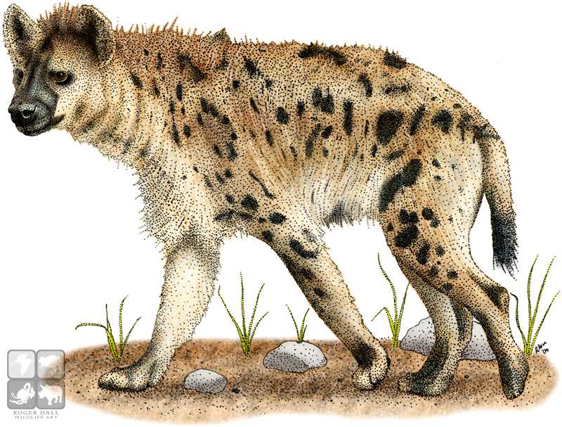 800x607 Spotted Hyena By Rogerdhall