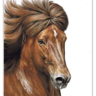 320x320 72 Best Icelandic Horse Images On Horses, Horse