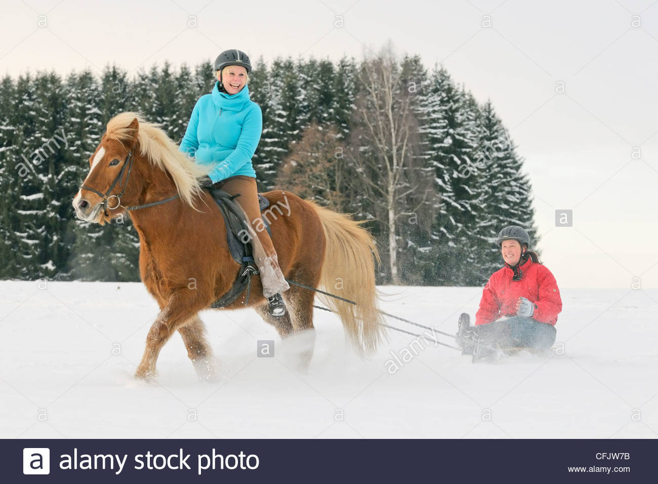 1300x956 Having Fun With Pony In Winter Icelandic Horse Drawing A Sleigh