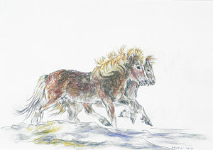 300x211 Icelandic Horse Drawings Fine Art America