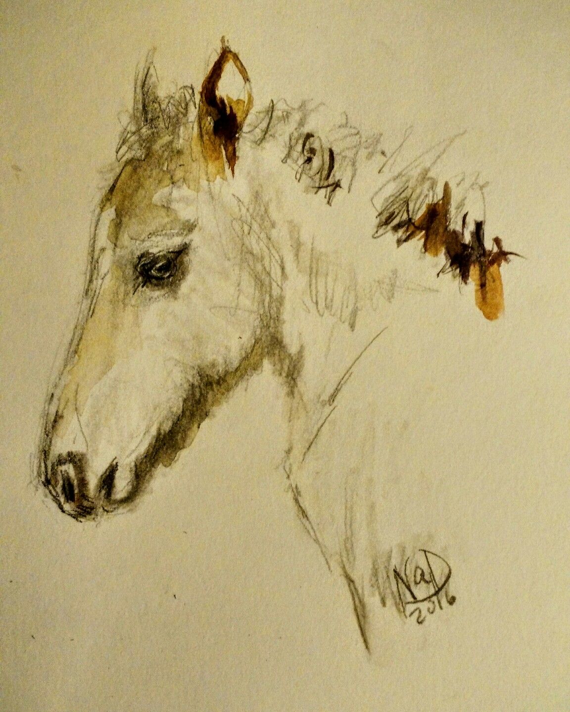 1152x1440 Iceland Horse Foal My Sketchbook