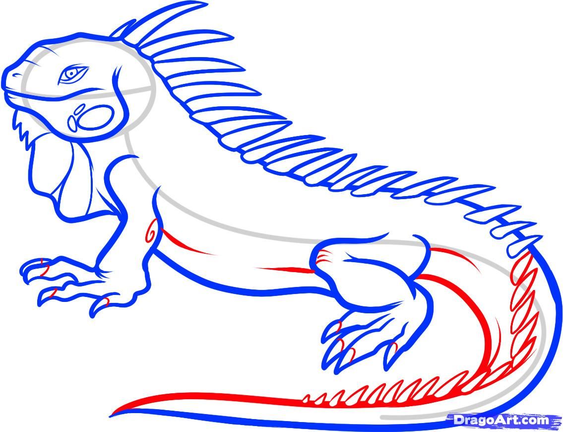 1135x870 Step By Step To Draw An Iguana Cool Drawings