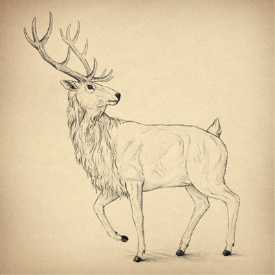 400x400 How To Draw A Deer Step By Step