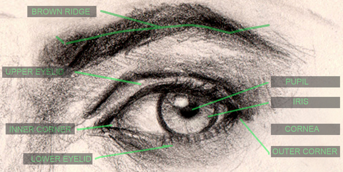 700x351 How To Draw Eyes Structure And Anatomy