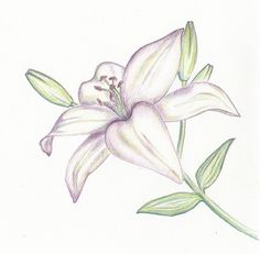 236x231 Lily Flowers Drawings Flowers