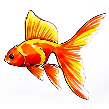 435x435 How To Draw A Gold Fish