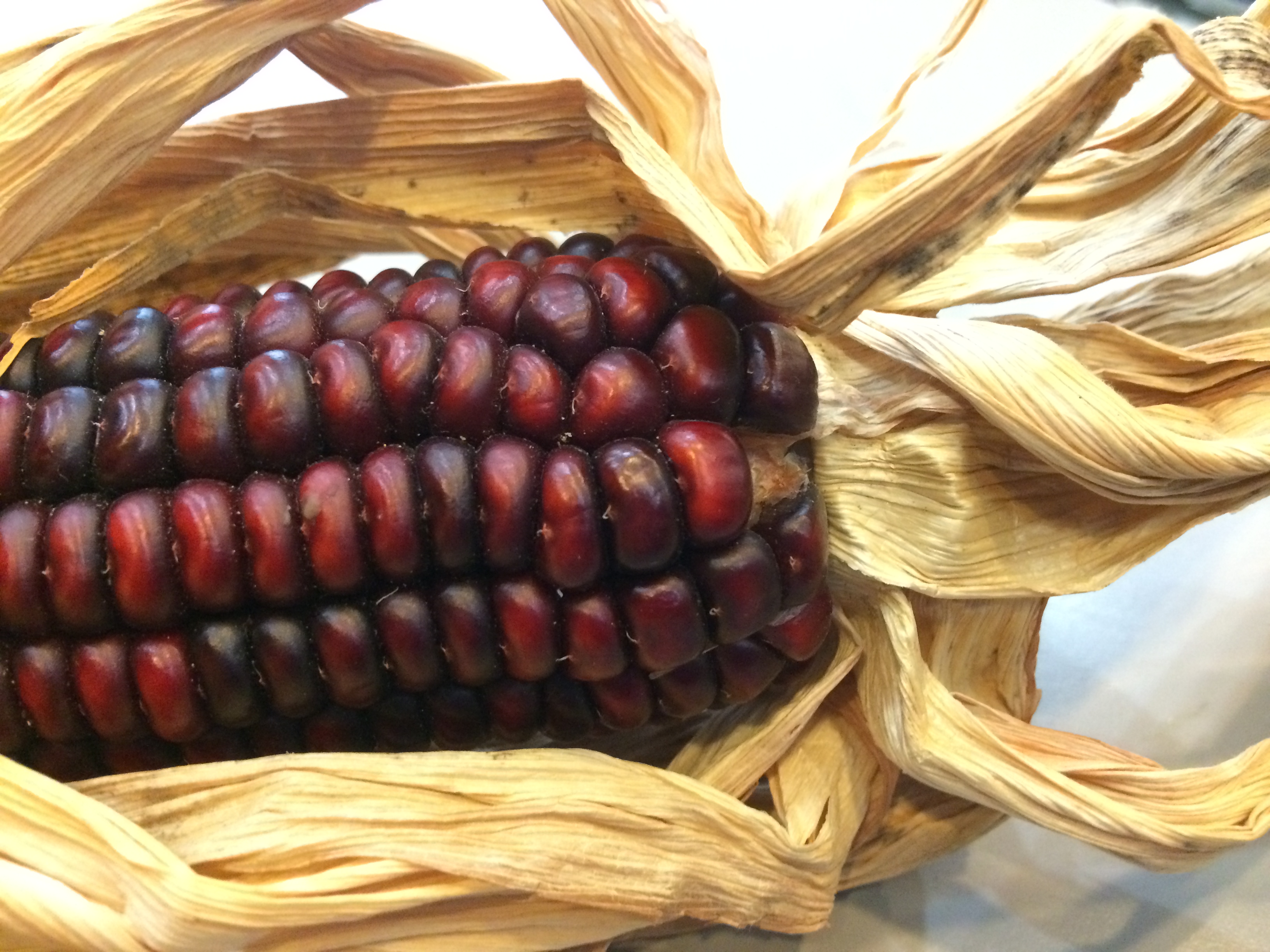 3264x2448 Portfolio Corn Drawing Ecofriendlyl's Blog