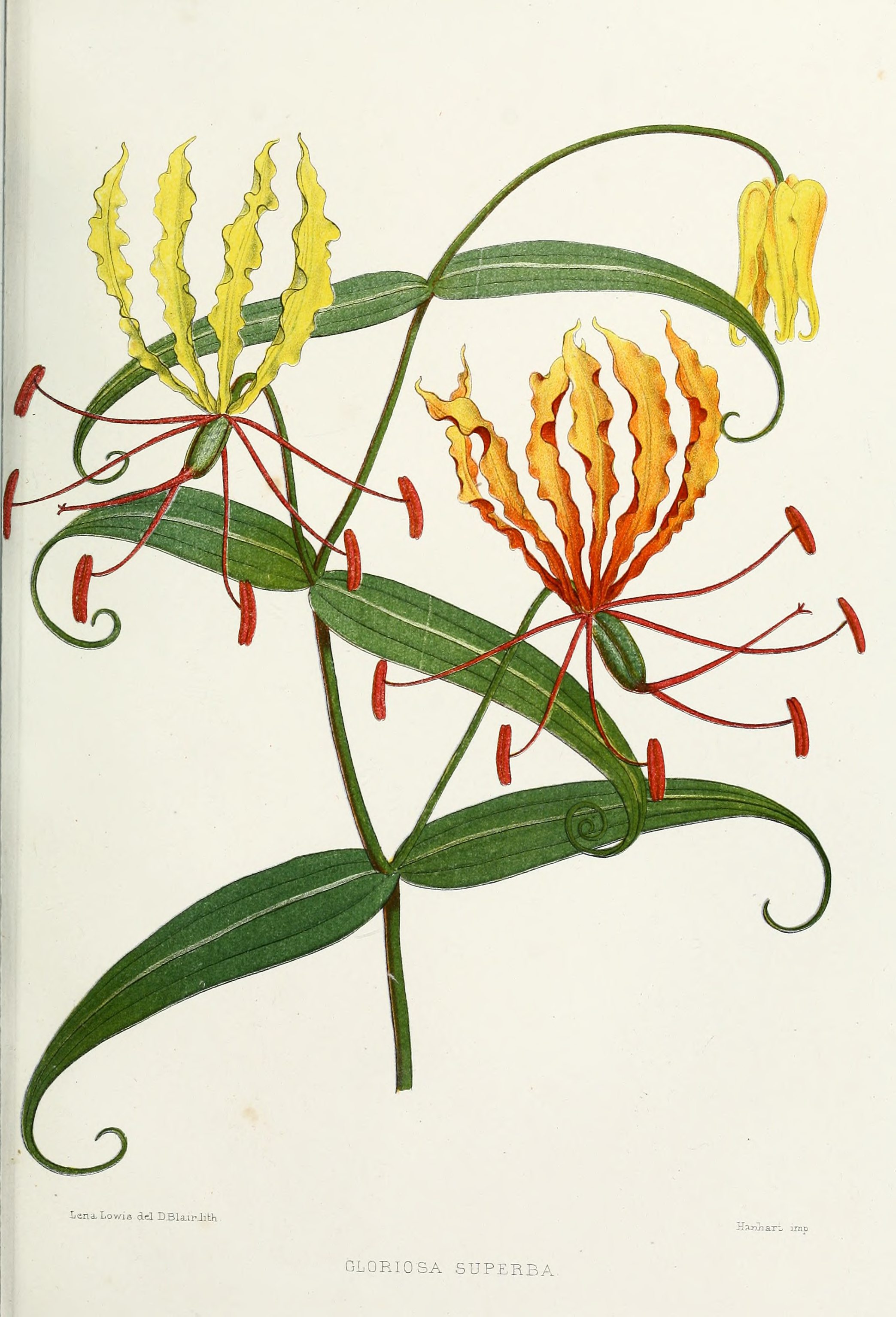 2087x3068 Fileflower Gloriosa Superba.png