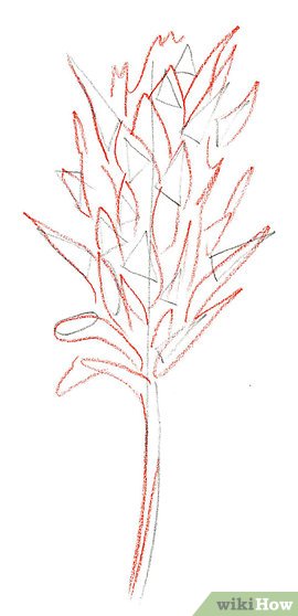 270x558 How To Draw An Indian Paintbrush 8 Steps (With Pictures)