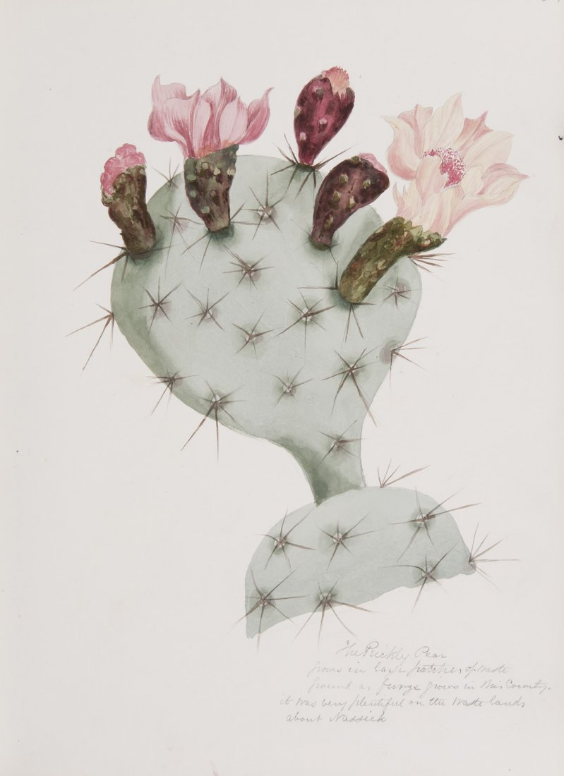 799x1100 Indian Drawings Flowers] Butt. Flowers Of The Bombay