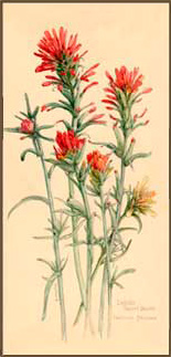 155x323 Indian Paint Brush Native American Indian