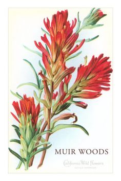 236x354 Indian Paintbrush On Texas, Wyoming And Indian
