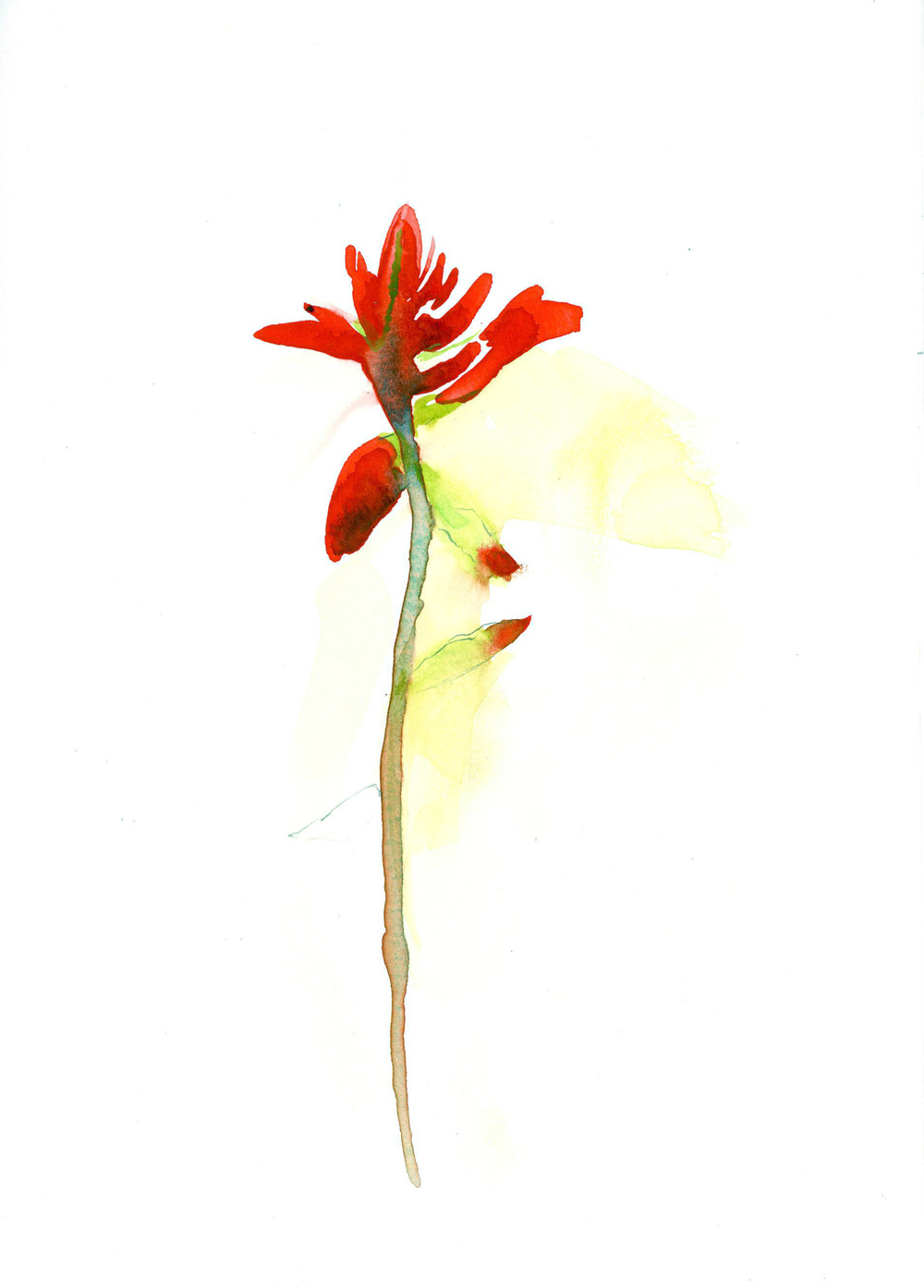 1000x1394 Indian Paintbrush Anne R. Williams