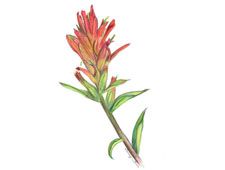 225x170 Indian Paintbrush Outline