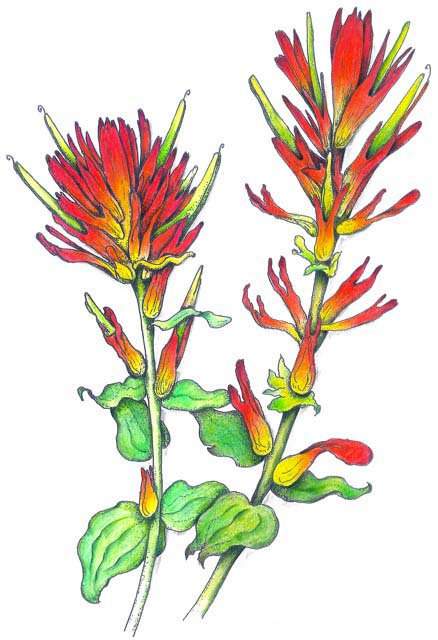 438x640 Translating Nature Into Art Indian Paintbrush, Plant