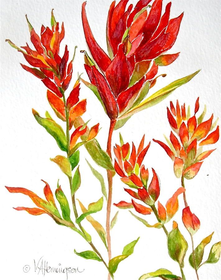 710x900 Indian Paintbrush Illustration
