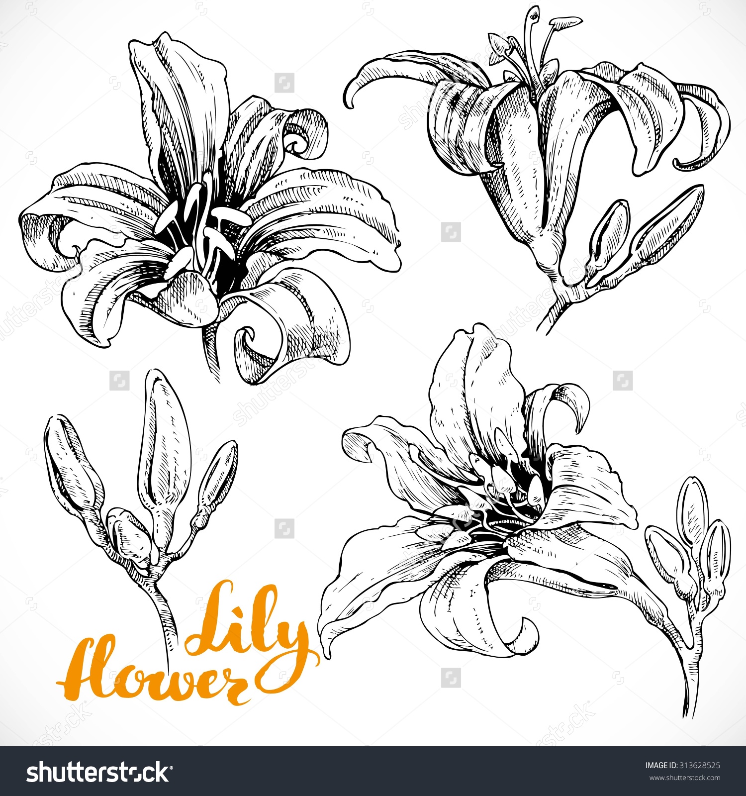 1500x1600 Stock Vector Lily Flowers And Buds Ink Drawing On White Paper Set