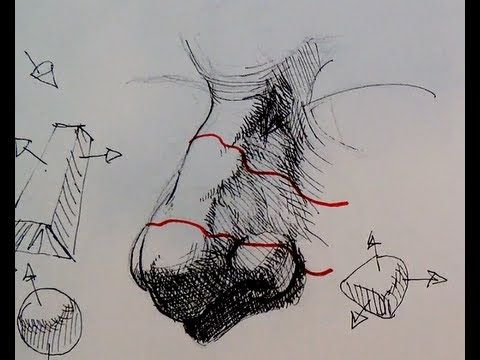 480x360 Pen Amp Ink Drawing Tutorials How To Draw A Realistic Nose In 3