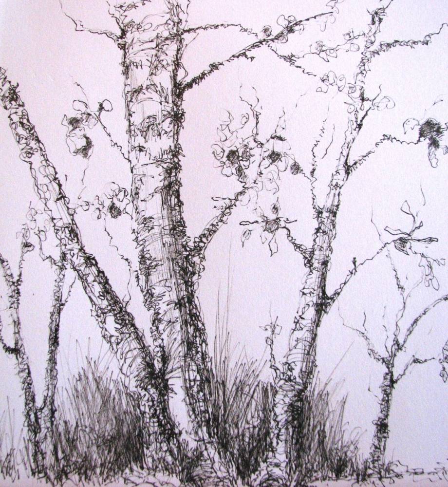 920x1000 Pen And Ink Artists Blair Pen And Ink Drawing,tree Study
