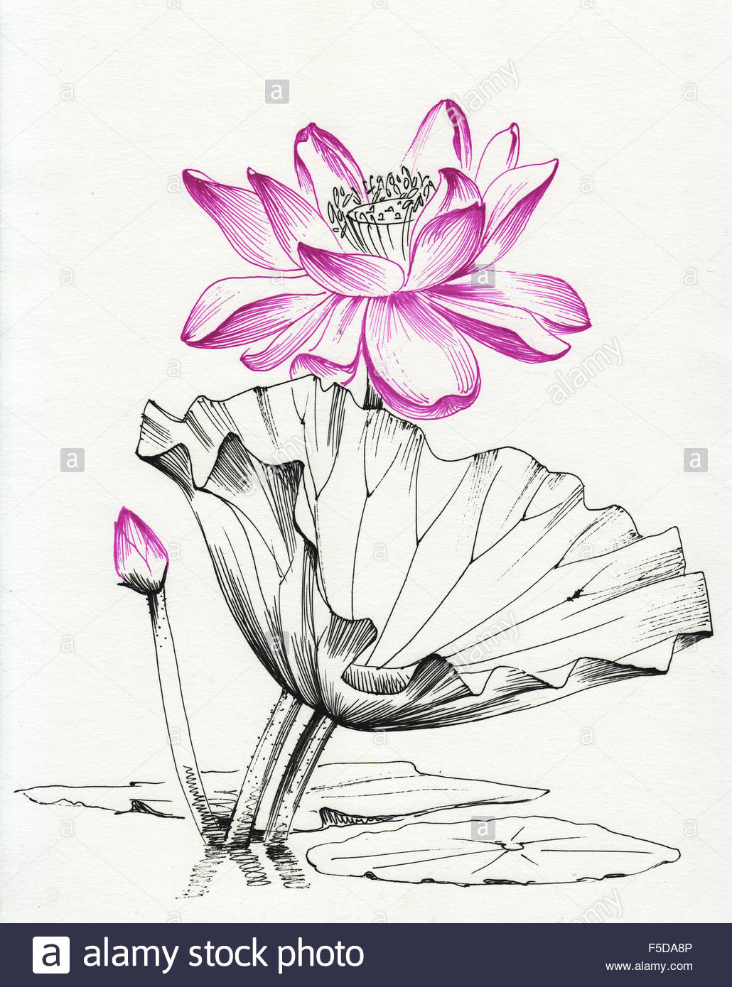 1030x1390 Lotus Flower Line Art Ink Pen Drawing. Original Style Stock Photo
