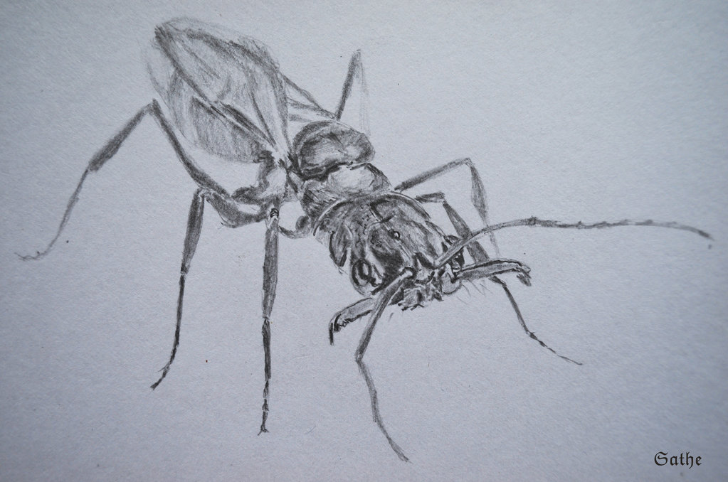 1023x678 Insect Drawing 4 By Sathewins