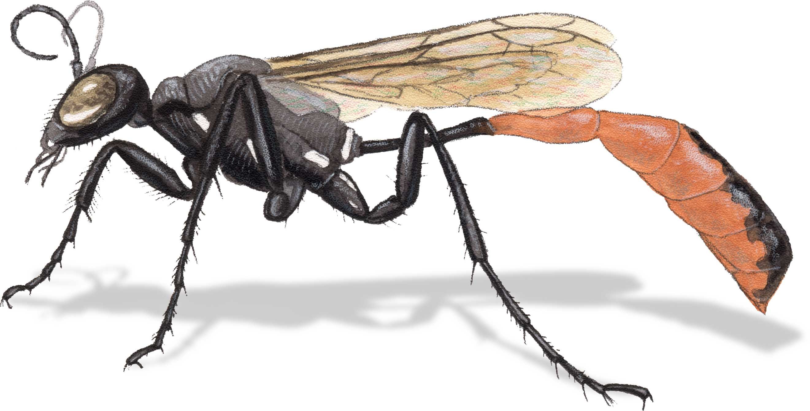 2641x1339 How To Draw Insects Understanding And Drawing The Legs (Part 1