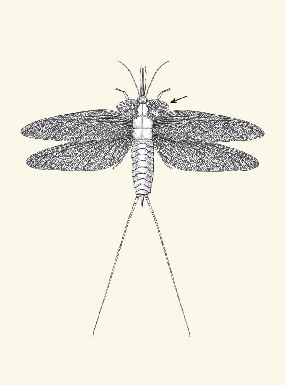 946x1271 Drawings Insects As Shown In This Line Drawing A Fossil