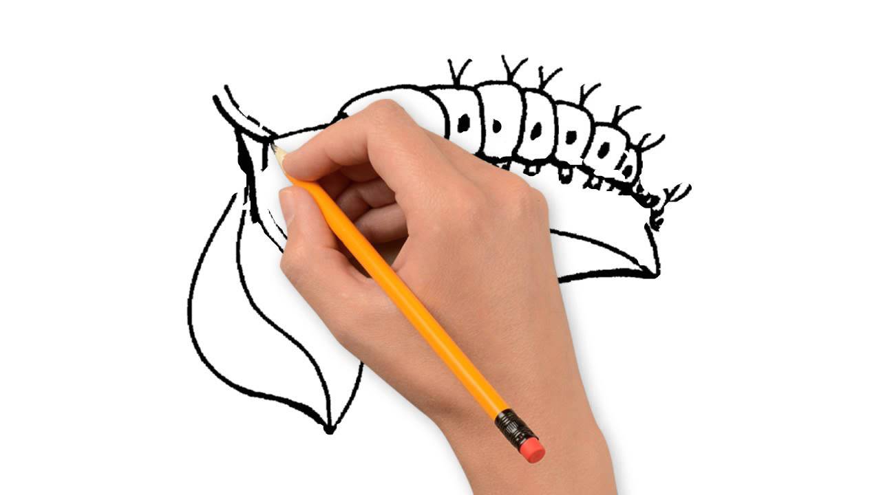 1280x720 Insects Animals Pencil To Draw Step By Step