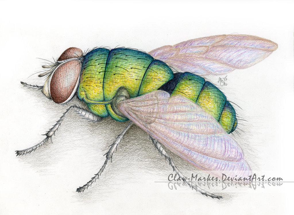 1024x747 Fly (Insect)